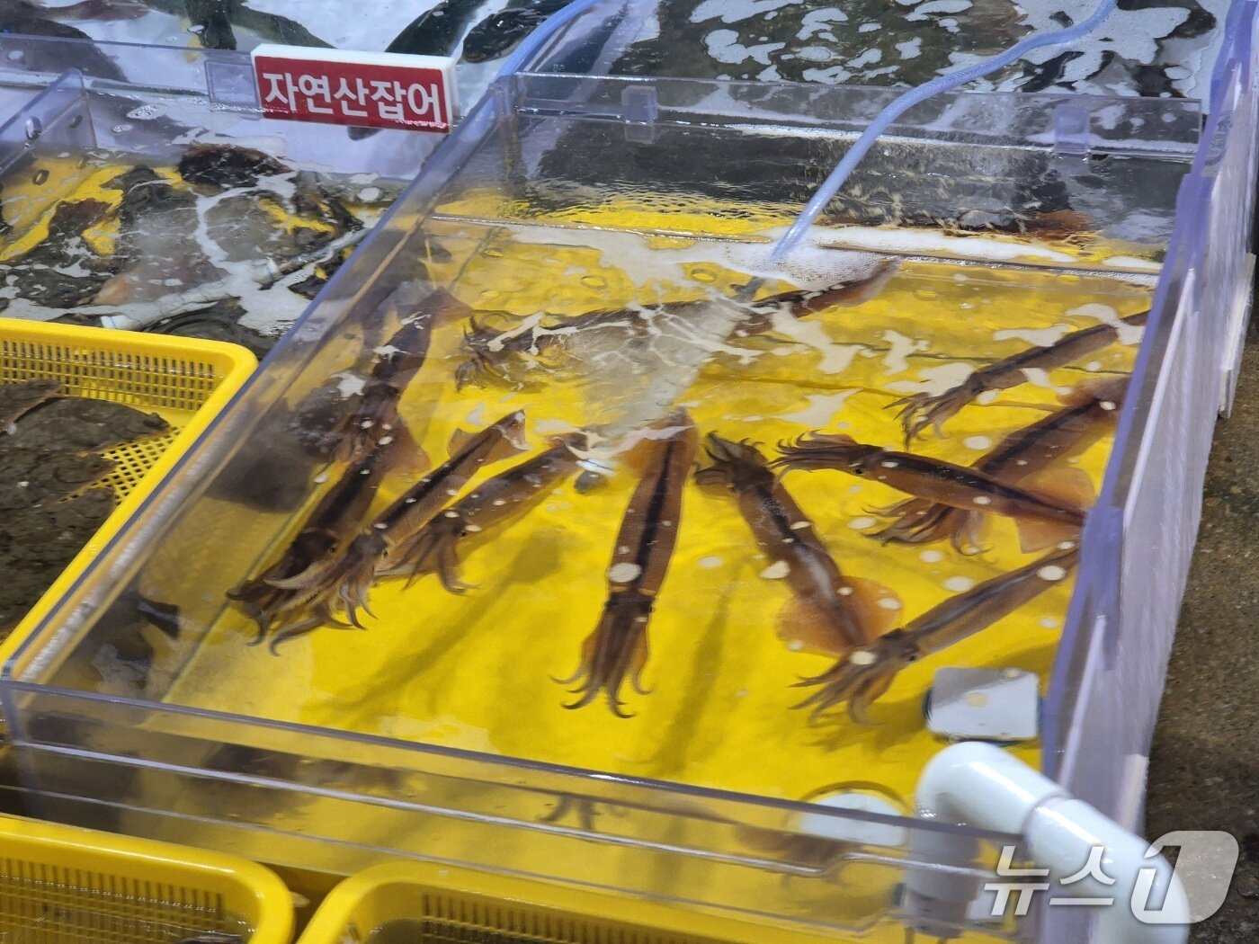본문 이미지 - 일요일인 13일 강원 강릉시 주문진항 어판장에 생물 오징어가 좌판에 나와 있다,2026.9.13/뉴스1 윤왕근 기자