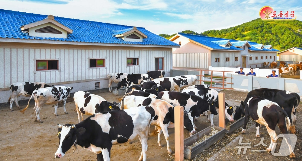 (평양 노동신문=뉴스1) = 북한 노동당 기관지 노동신문은 14일 원산젖소목장에 우량품종 젖소가 계속 늘어나고 있다며 "젖소우리를 더 늘이고 합리적인 사양관리방법을 받아들인 결과 …