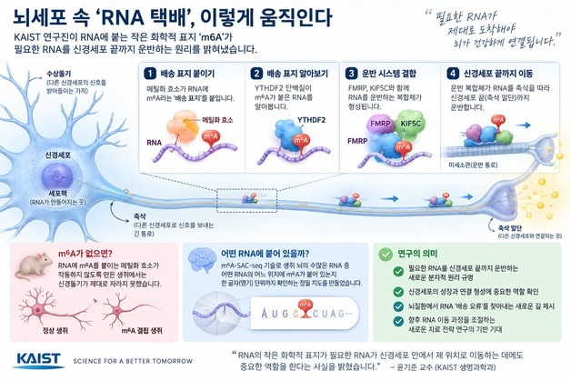 뇌 속 'RNA 택배' 원리 찾았다…뇌질환 새 치료법 가능성 열어