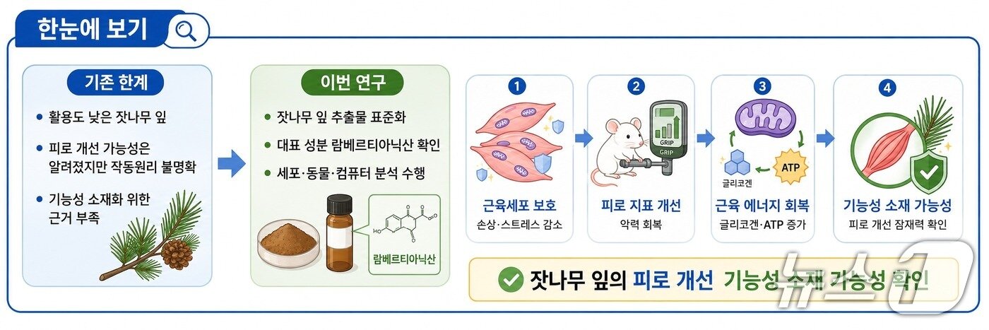 본문 이미지 - 잣나무잎 추출물 기능성 연구 이미지(AI 생성·한국한의학연구원 제공) /뉴스1