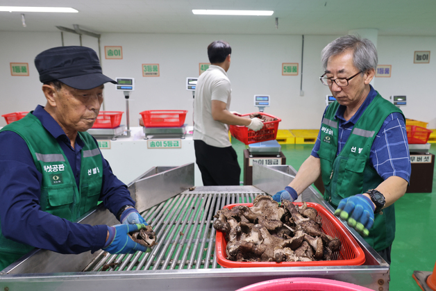 '가을의 맛' 양양송이 17일 첫 공판…지난해 1등품 최고 161만원