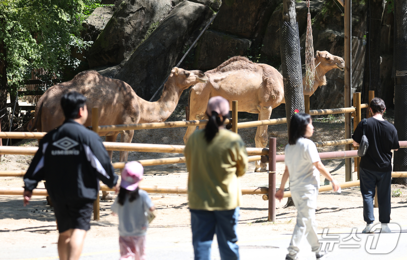 (용인=뉴스1) 김영운 기자 = 화창한 가을 날씨를 보인 16일 경기 용인시 처인구 에버랜드 '와일드 사바나 익스페디션'에서 시민들이 낙타를 관람하고 있다. '와일드 사바나 익스페 …