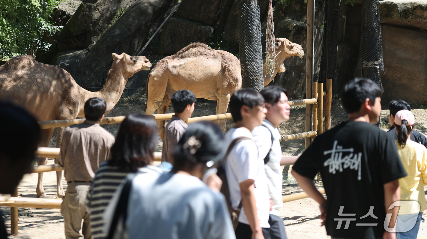 (용인=뉴스1) 김영운 기자 = 화창한 가을 날씨를 보인 16일 경기 용인시 처인구 에버랜드 '와일드 사바나 익스페디션'에서 시민들이 낙타를 관람하고 있다. '와일드 사바나 익스페 …