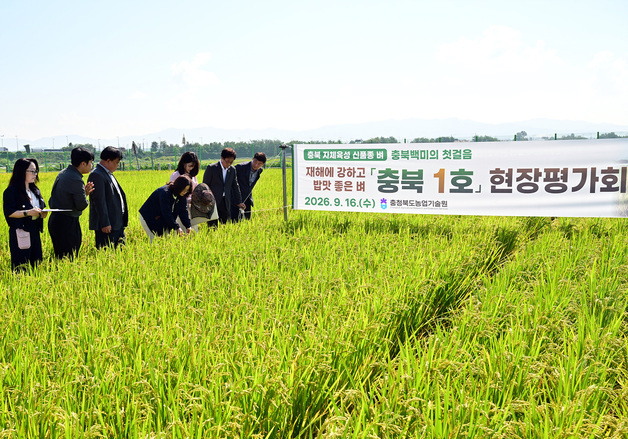 신품종 벼 '충북 1호' 첫선…밥맛 좋고 병충해 강해