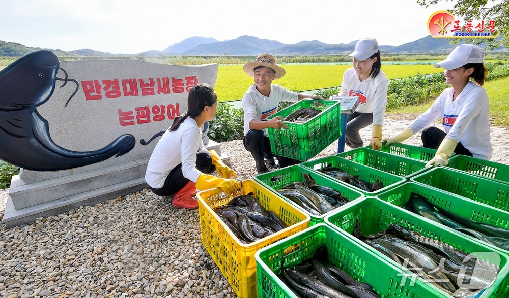 (평양 노동신문=뉴스1) = 북한 노동당 기관지 노동신문은 17일 만경대구역 농장들의 논판양어 성과를 조명하며 "메기들이 어찌나 많은지 그야말로 물 절반, 고기 절반이었다"라고 보 …