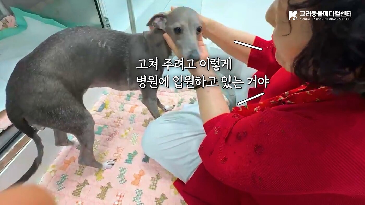 본문 이미지 - 하레와 보호자(고려동물메디컬센터 유튜브 갈무리) ⓒ 뉴스1
