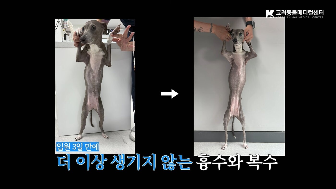 본문 이미지 - 입원 3일째부터 흉수, 복수가 멈춘 하레의 모습(유튜브 갈무리) ⓒ 뉴스1