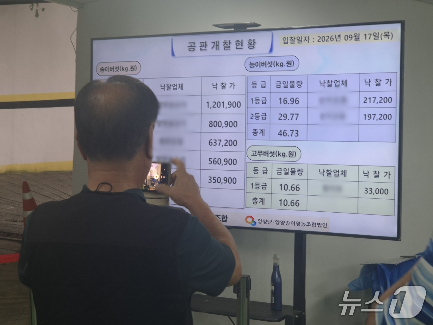 (양양=뉴스1) 윤왕근 기자 = 17일 오후 강원 양양군 양양속초산림조합에서 열린 2026년 양양송이 첫 공판에서 참석자들이 전광판에 공개된 공판 결과를 휴대전화로 촬영하고 있다. …