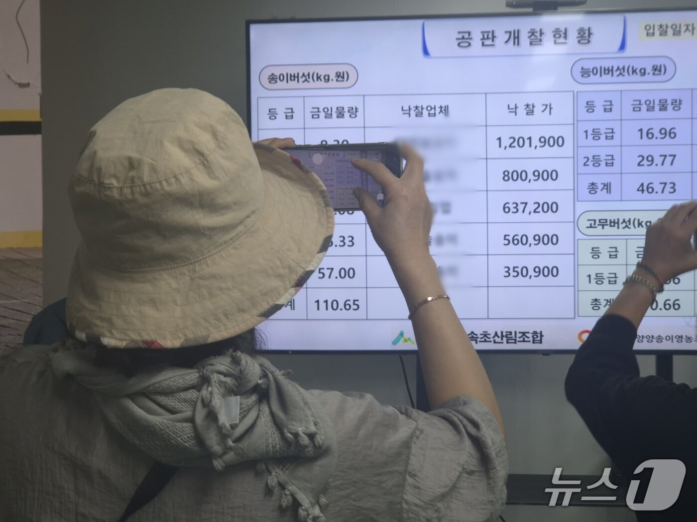 본문 이미지 - 17일 오후 강원 양양군 양양속초산림조합에서 열린 2026년 양양송이 첫 공판에서 참석자들이 전광판에 공개된 공판 결과를 촬영하고 있다. 이날 양양송이 1등품은 1㎏당 120만 1900원에 낙찰됐다. 2026.9.17 ⓒ 뉴스1 윤왕근 기자