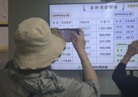 '올해 1등품 양양 송이는 얼마?'