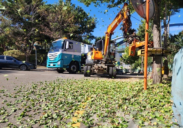 "가을철 은행 악취 막는다"…부산 북구, 암그루 1094주 열매 조기 채취