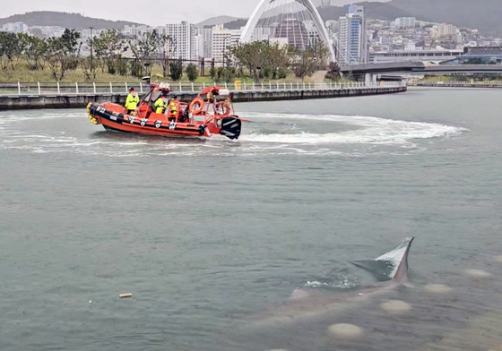 "상어 테마주?"…부산 상어 출몰에 '아기상어' 장중 10%↑(종합)