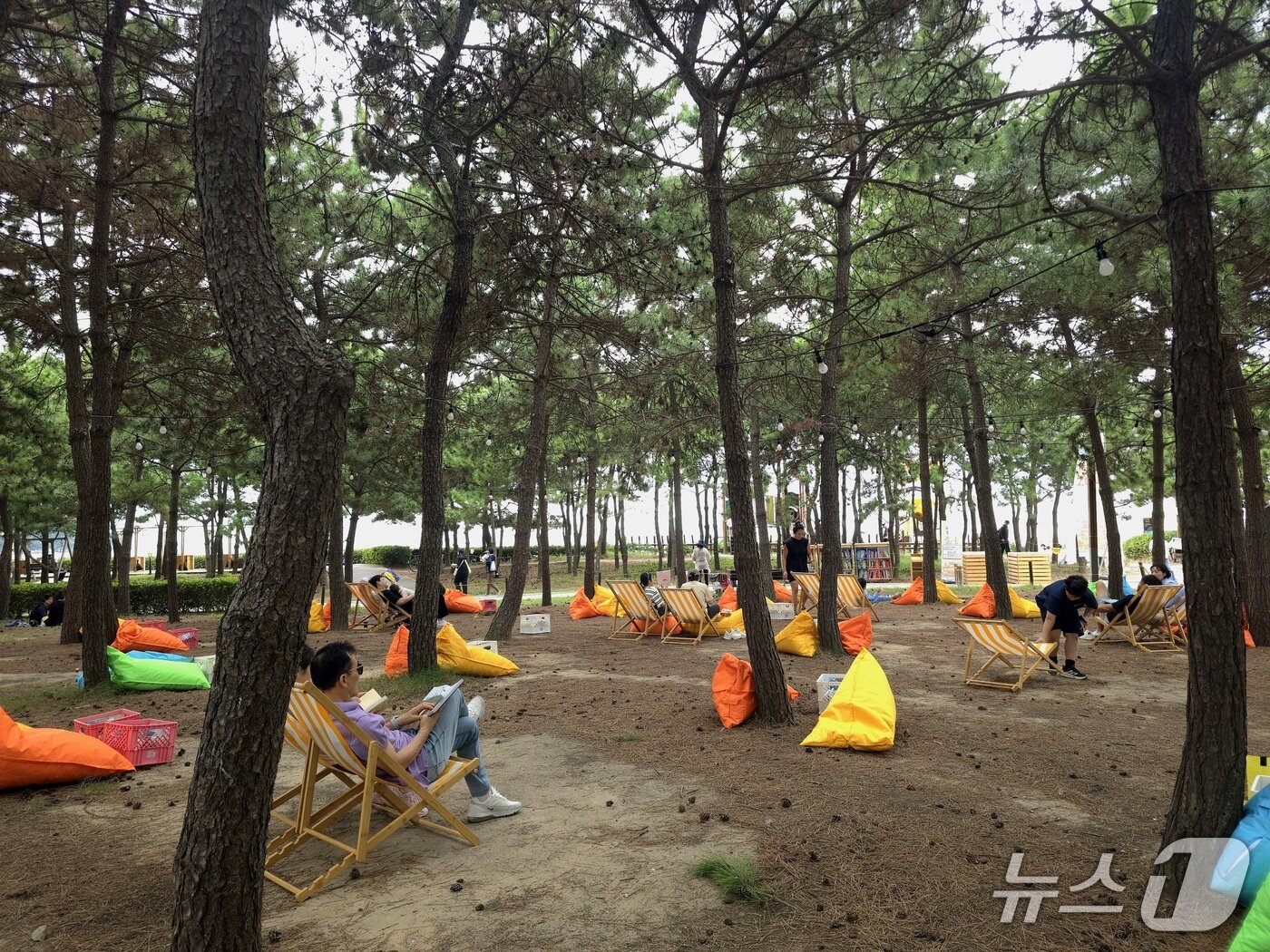 본문 이미지 - 다대포해변공원 솔숲 그늘 아래에서 시민들이 책을 읽으며 여유로운 주말 오후를 보내고 있다.2026.9.19 ⓒ 뉴스1 이주현 기자