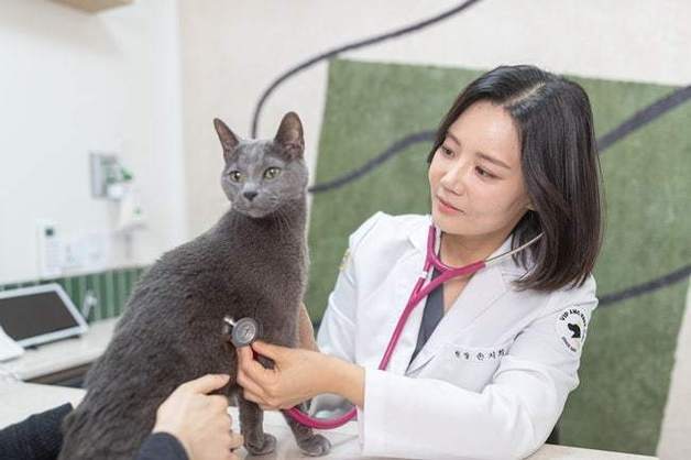"겉으로 티 안 났는데"…고양이 비대성 심근증, 확인 필요한 이유