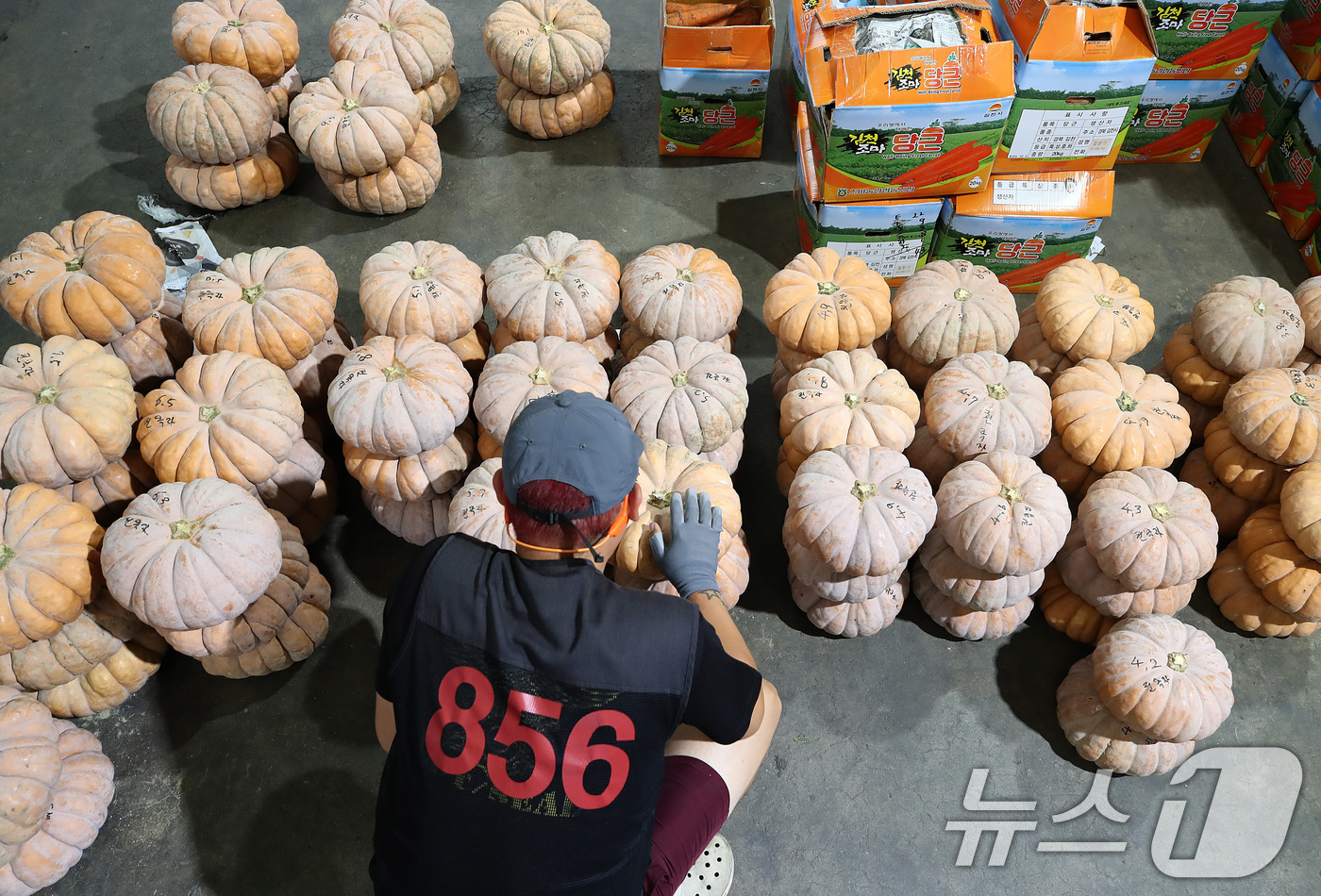 (대구=뉴스1) 공정식 기자 = 2일 오후 대구 북구 매천동 농산물도매시장에서 중매인이 채소 경매에 나온 늙은호박을 살펴보고 있다. 시장 관계자는 "길었던 폭염과 최근 잦은 비로 …