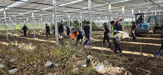 거제 폭우 피해 1500억 추산…농진청, 영농 재개에 일손 보태