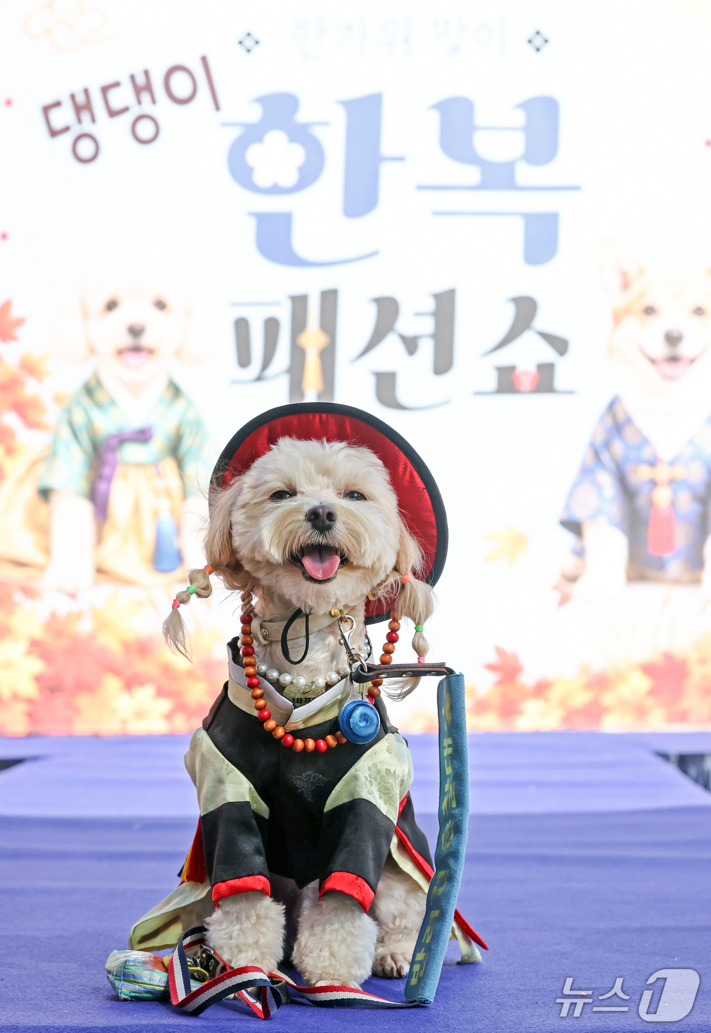 (서울=뉴스1) 최지환 기자 = 20일 오후 서울 마포구 마포 반려동물 캠핑장에서 열린 '한가위 맞이 댕댕이 한복 패션쇼'에서 한 반려견이 런웨이에서 포즈를 취하고 있다. 2026 …