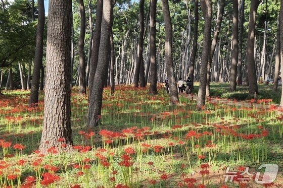 본문 이미지 - 20일 울산 동구 대왕암공원에 꽃무릇(석산)이 활짝 폈다. 2026.9.20 ⓒ 뉴스1 박정현 기자