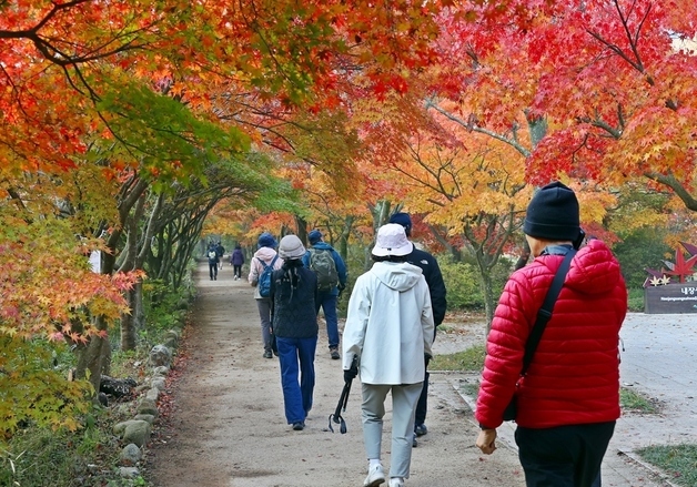 내장산 단풍 11월 7~8일 절정…정읍시, 교통·안전·환경 집중 관리