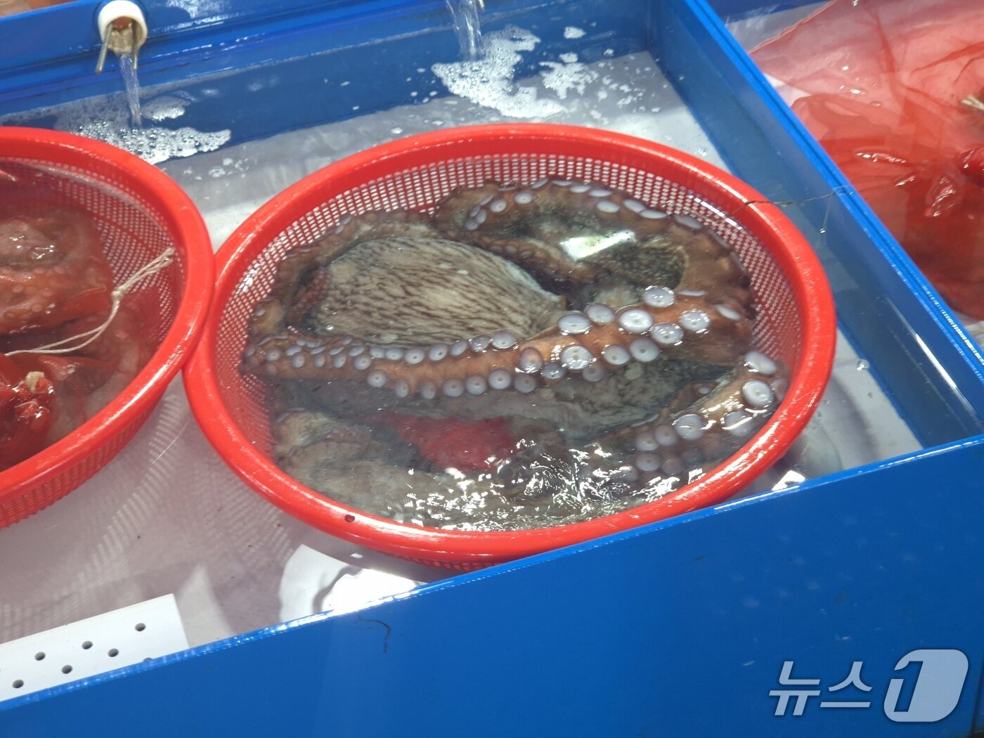 본문 이미지 - 21일 강원 강릉 주문진항 수산시장 좌판에 동해안 효자 어종 중 하나인 생물 문어가 올라와 있다. 2026.921/뉴스1 윤왕근 기자