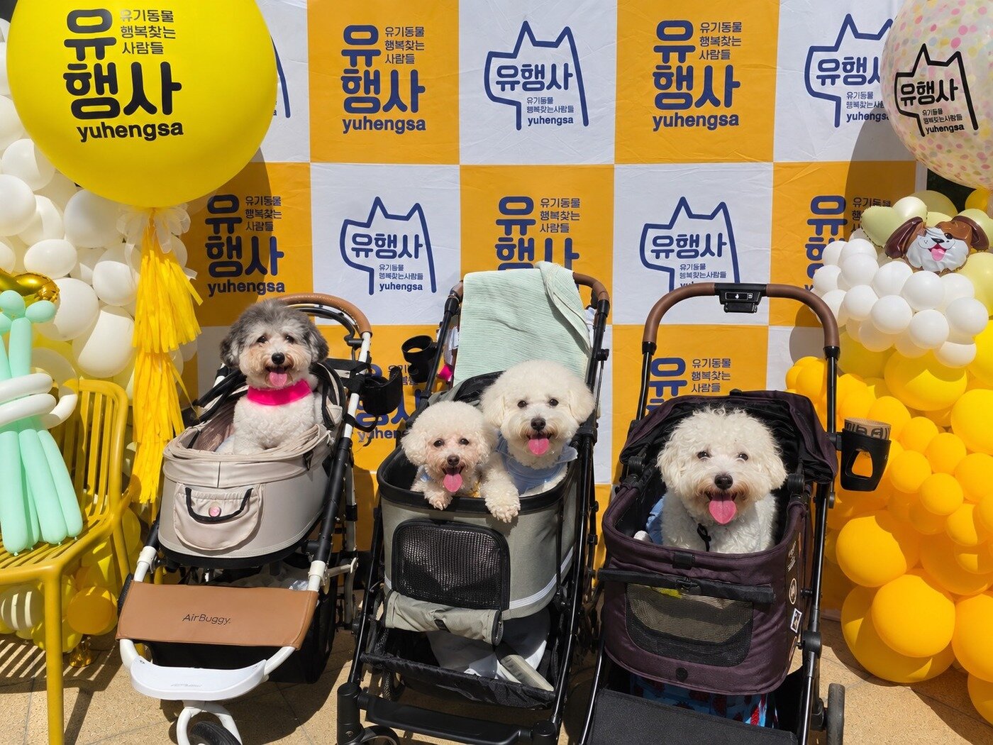 본문 이미지 - 2026 유행사 동창회에서 재회한 어미견 멜로디(왼쪽에서 두 번째)와 입양 간 강아지들(유행사 제공) ⓒ 뉴스1