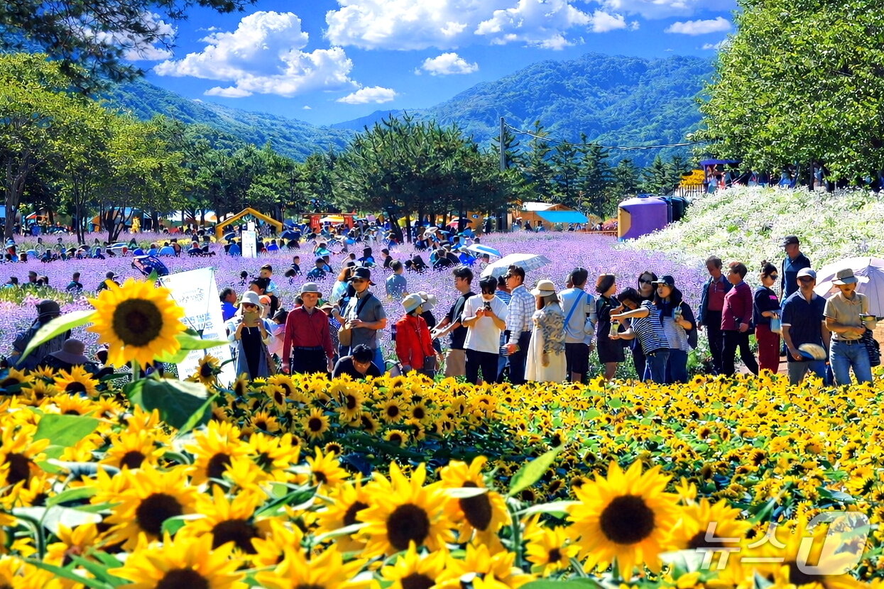 본문 이미지 - 지난해 열린 인제가을꽃축제 자료사진.(인제군 제공. 재판매 및 DB 금지)/뉴스1