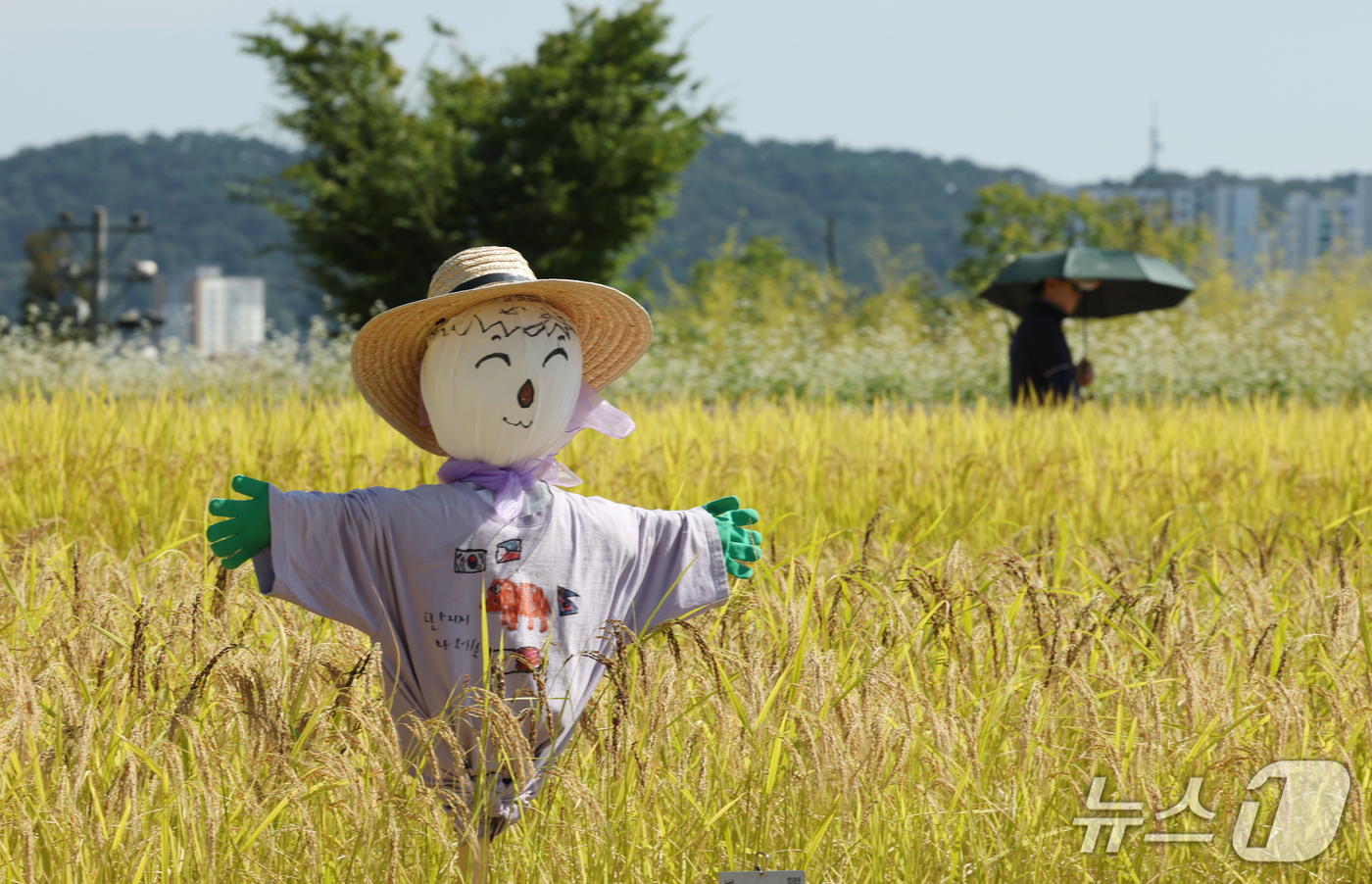 (수원=뉴스1) 김영운 기자 = 절기상 추분을 하루 앞둔 22일 경기 수원시 권선구 국립농업박물관 다랑이논에 허수아비가 세워져 있다. 2026.9.22/뉴스1