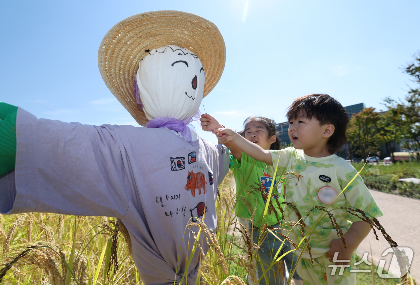 (수원=뉴스1) 김영운 기자 = 절기상 추분을 하루 앞둔 22일 경기 수원시 권선구 국립농업박물관 다랑이논에 허수아비가 세워져 있다. 2026.9.22/뉴스1