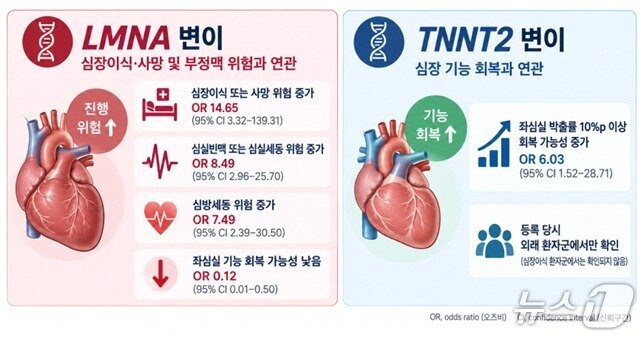 본문 이미지 - LMNA 유전자 변이가 있는 환자는 심장이식을 받거나 사망할 위험과 부정맥 발생 위험이 높았다.(질병관리청 제공)