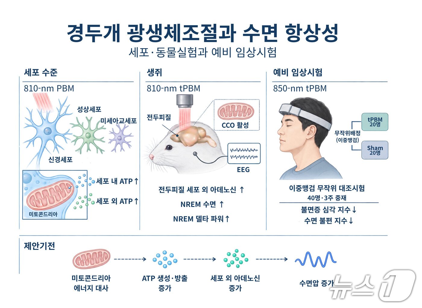 본문 이미지 - 경두개 광생체조절(tPBM)의 수면 개선 효과와 제안 작동 원리. (GIST 제공. 재판매 및 DB 금지)/뉴스1