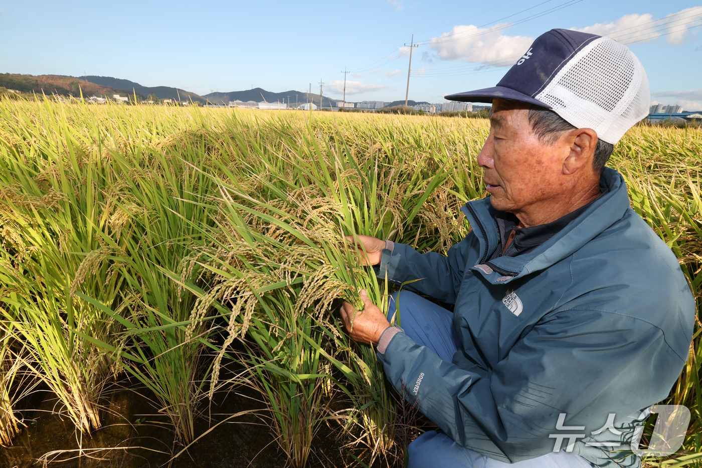 (포항=뉴스1) 최창호 기자 = 절기상 추분(秋分)인 23일 경북 포항시 남구 연일읍 택전리 들녘에서 한 농민이 누렇게 익은 벼를 살펴보고 있다. 2026.9.23/뉴스1