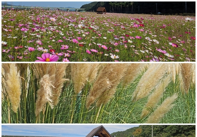 "핑크·퍼플·베이지 가을 물결"…고령 대가야 어북실, 10㏊ 꽃밭 장관