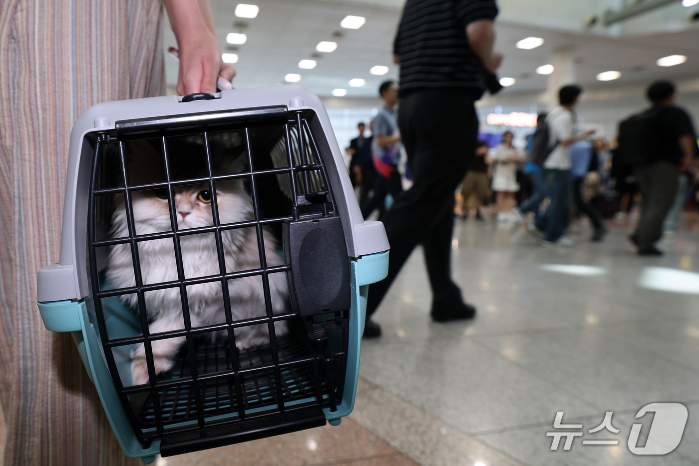 (포항=뉴스1) 최창호 기자 = 추석 연휴를 하루 앞둔 23일 오후 경북 포항 KTX역에서 한 귀성객이 반려묘와 함께 고향집으로 발길을 옮기고 있다. 2026.9.23/뉴스1