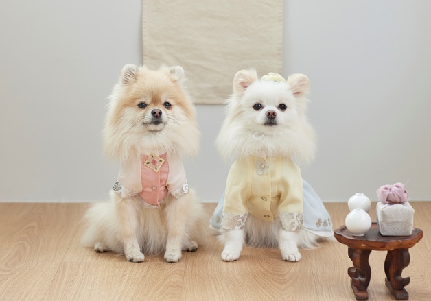 반려동물이 명절 음식 잘못 먹었다간 췌장염 올 수도…주의사항은