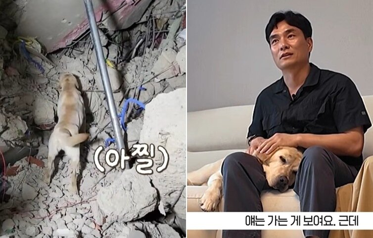 본문 이미지 - 해마루반려동물의료재단 공식 유튜브 채널을 통해 은퇴한 119구조견 '토백이'의 이야기를 공개했다(해마루반려동물의료재단 유튜브 갈무리). ⓒ 뉴스1