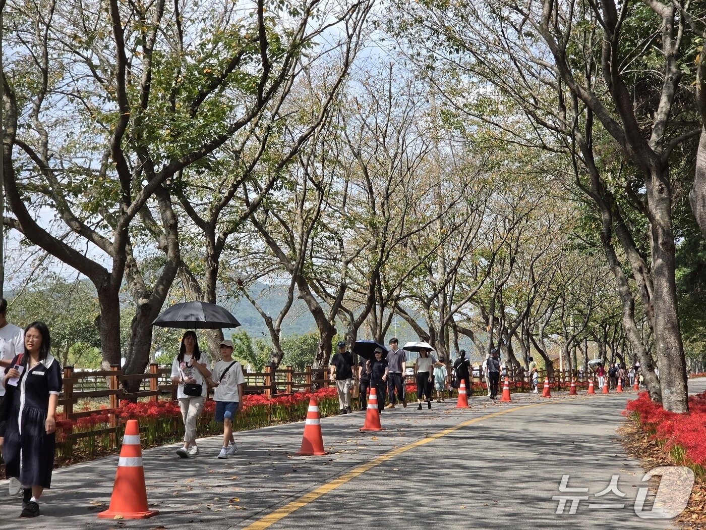 본문 이미지 - 추석 연휴 첫날인 24일 전남광주 영광군 불갑산 상사화 축제장에서 시민들이 꽃 구경을 하고 있다. 2026.9.24 ⓒ 뉴스1 이수민 기자
