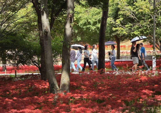 "가족과 꽃 구경" 연휴 첫날 영광 불갑산 상사화 축제 '북적'