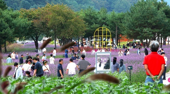'2026 인제가을꽃축제' 성황…추석 연휴 행사장 북적