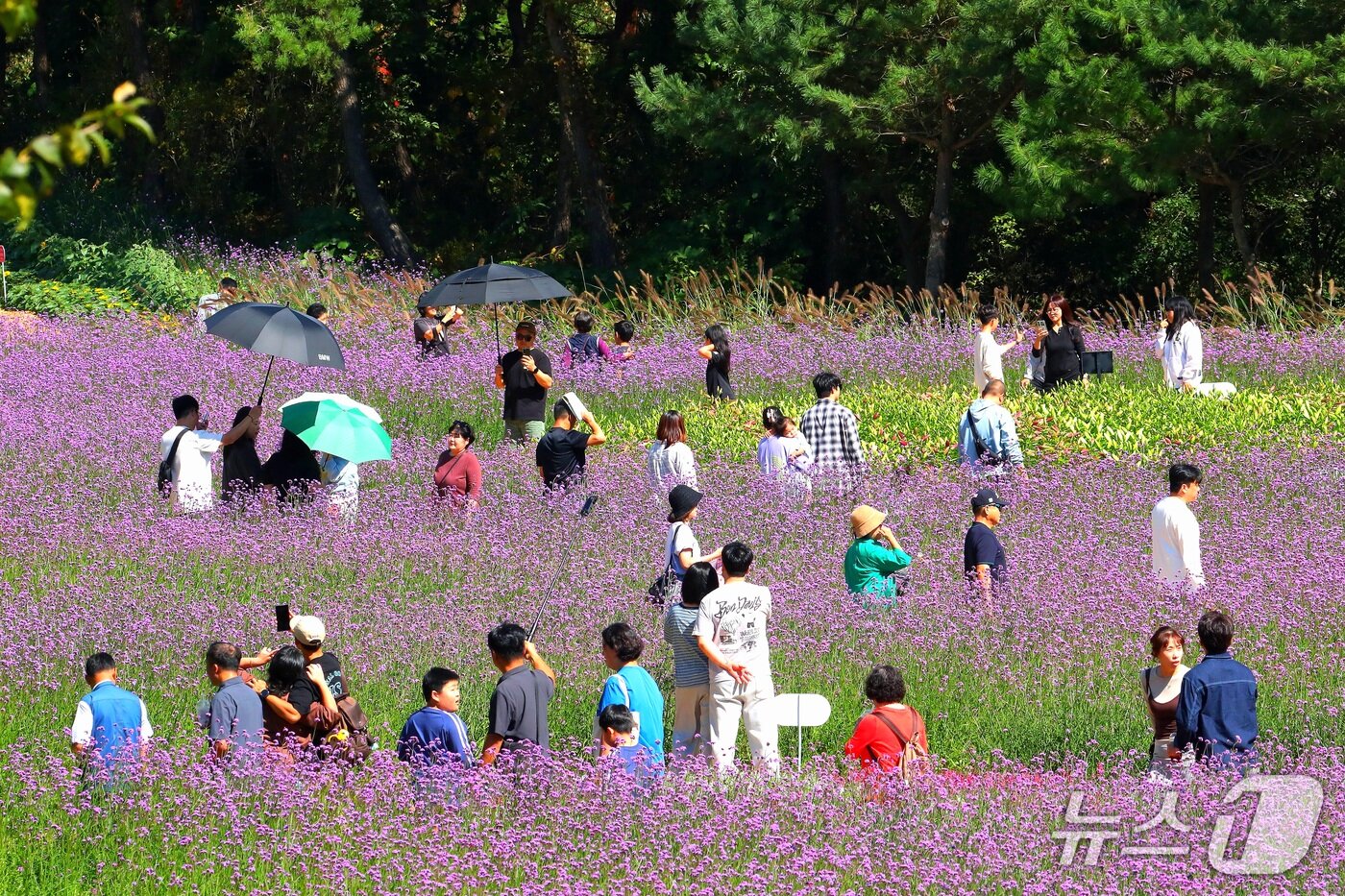 본문 이미지 - 강원 인제군 북면 용대관광지 일원에서 열린 '2026 인제 가을꽃축제'를 찾은 방문객들이 형형색색의 가을꽃을 감상하며 축제를 즐기고 있다. /뉴스1 DB