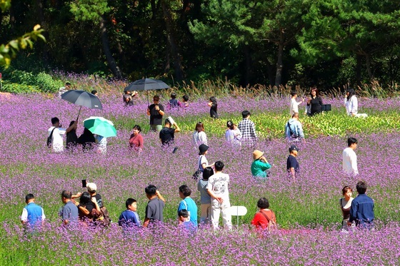 "짧은 연휴 아쉬웠나요"…커피향 퍼지고 연어 돌아온 강원 가을축제로