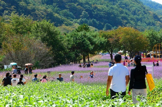 추석 연휴 관광객 북적이는 인제 가을꽃축제