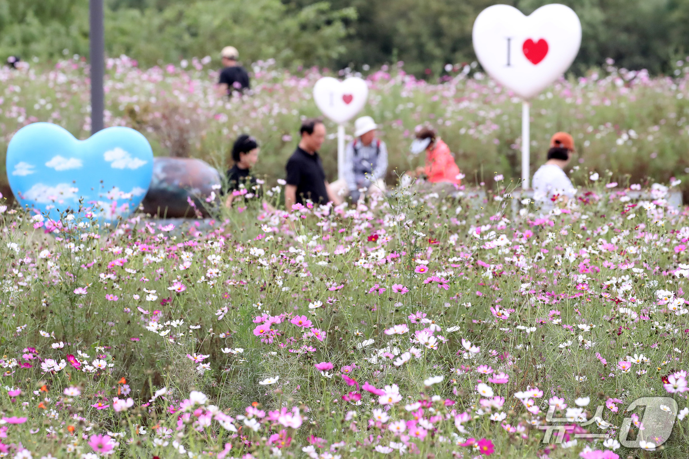 (경산=뉴스1) 공정식 기자 = 추석 연휴 마지막 날인 27일 오후 경북 경산시 하양읍 금호강 대부잠수교 인근 하양경관농업단지를 찾은 시민들이 코스모스를 따라 산책하며 완연한 가을 …