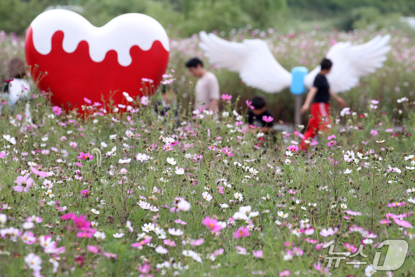 (경산=뉴스1) 공정식 기자 = 추석 연휴 마지막 날인 27일 오후 경북 경산시 하양읍 금호강 대부잠수교 인근 하양경관농업단지를 찾은 시민들이 코스모스를 따라 산책하며 완연한 가을 …