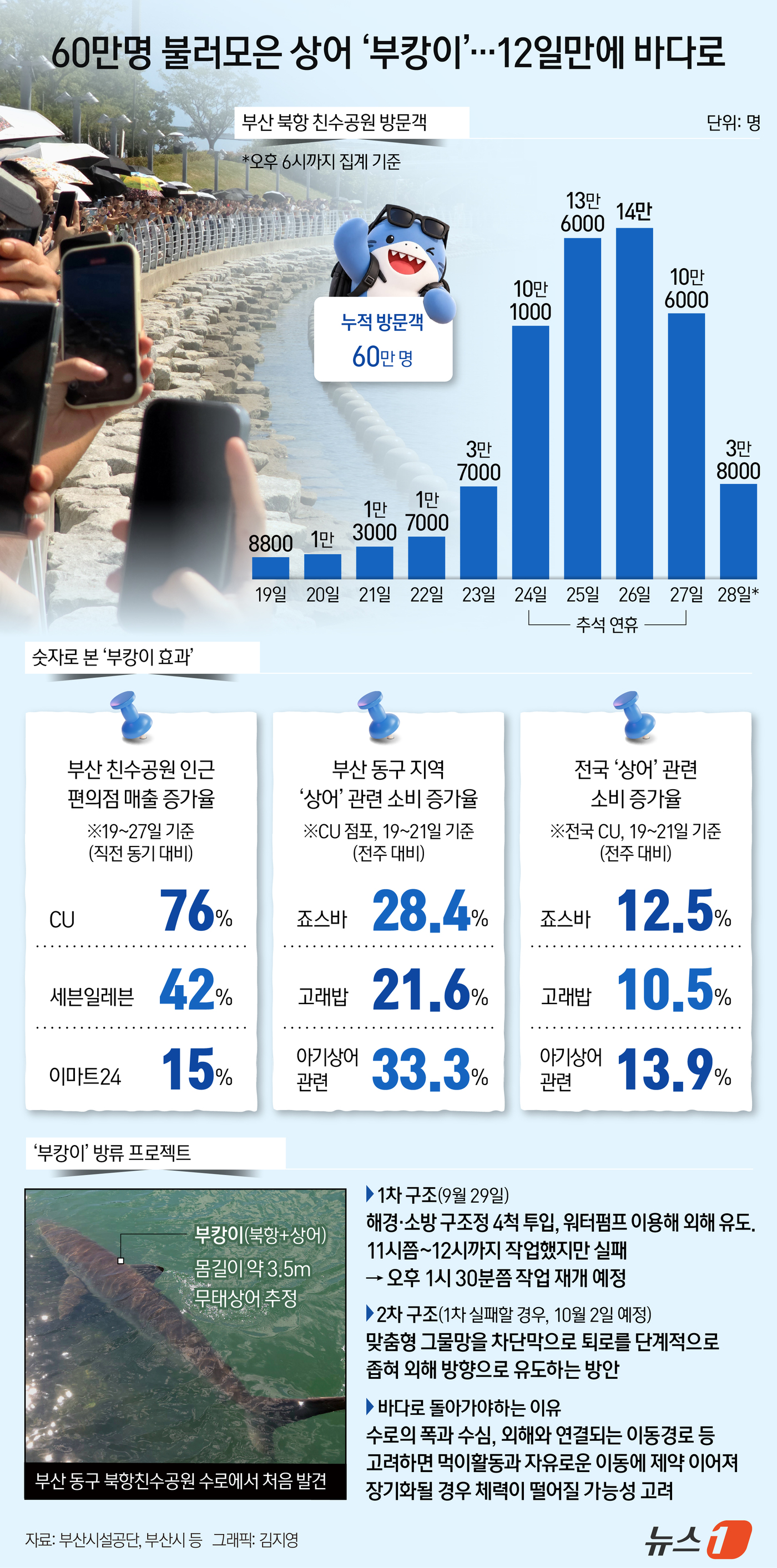 (서울=뉴스1) 김지영 디자이너 = 부산시가 북항친수공원 수로에 열흘 넘게 머물고 있는 상어 '부캉이'를 자연 해역으로 돌려보내기 위해 29일부터 본격적인 이동 유도에 나선다. 선 …
