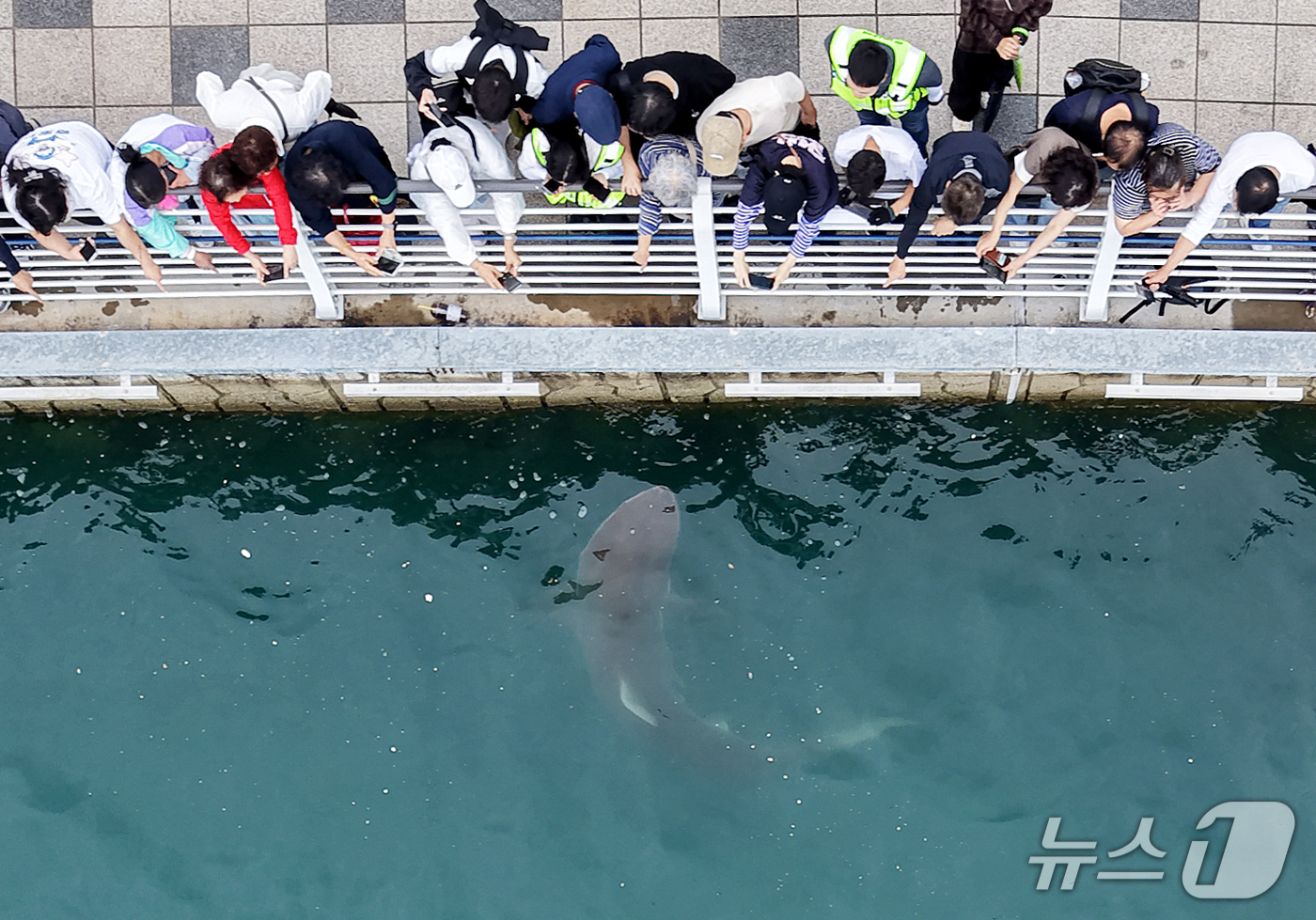 (부산=뉴스1) 윤일지 기자 = 29일 부산 동구 북항 친수공원 수로에서 관계자들이 선박과 워터펌프를 동원해 상어 '부캉이'를 외해로 유도하고 있는 가운데 시민들이 부캉이를 관람하 …