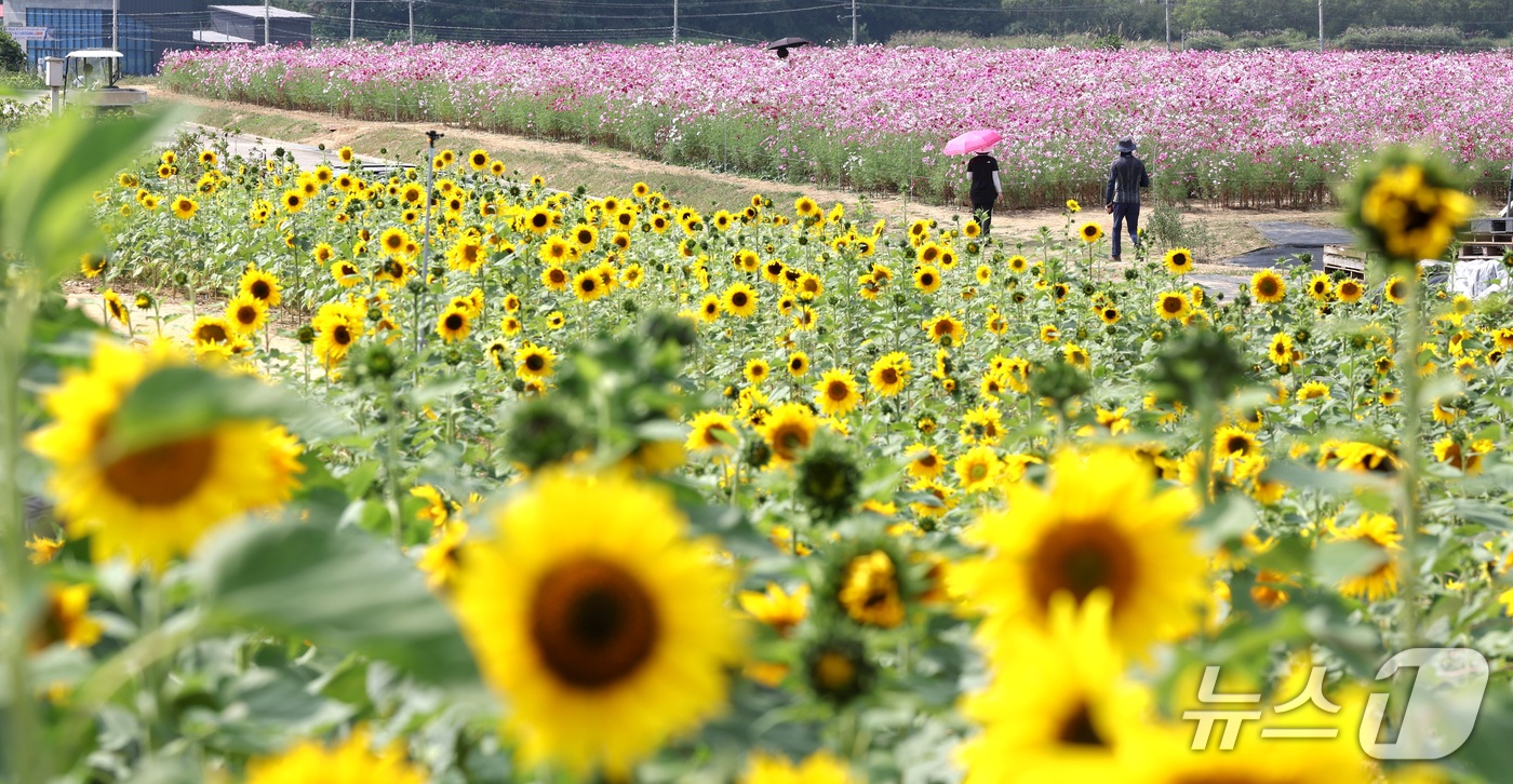(진안=뉴스1) 유경석 기자 = 29일 전북 진안군 농업기술센터를 찾은 방문객들이 가을꽃 축제를 앞두고 활짝 핀 꽃밭을 따라 거닐고 있다. 2026.9.29/뉴스1