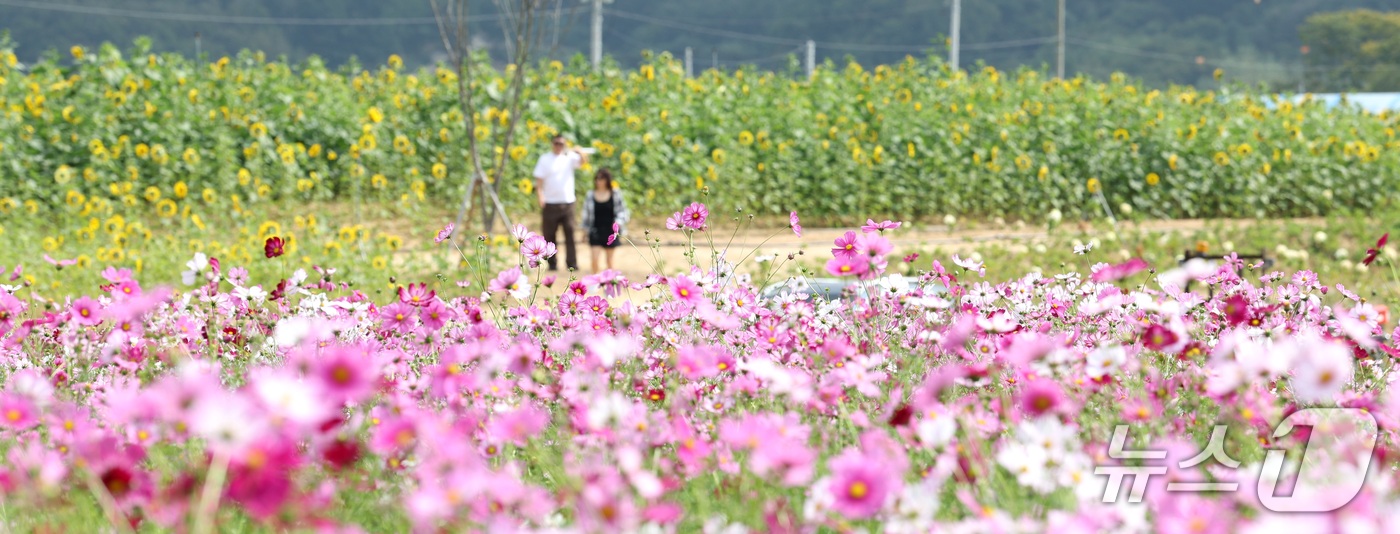 (진안=뉴스1) 유경석 기자 = 29일 전북 진안군 농업기술센터를 찾은 방문객들이 가을꽃 축제를 앞두고 활짝 핀 꽃밭을 따라 거닐고 있다. 2026.9.29/뉴스1