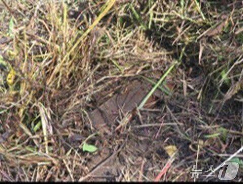 본문 이미지 - 합동참모본부와 유엔군사령부가 29일 최근 서부전선에서 발생한 지뢰 폭발 사건 추가 현장 조사를 진행하며 발견한 북한 수지(플라스틱) 반보병 지뢰.(합동참모본부 제공. 재판매 및 DB 금지) 2026.9.29 ⓒ 뉴스1