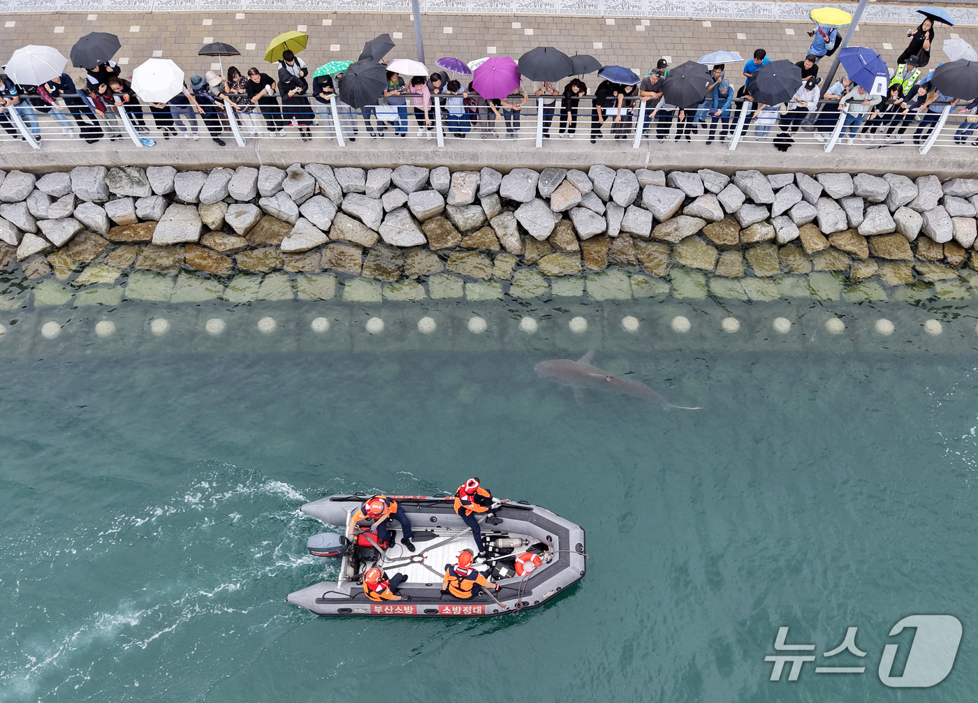 (부산=뉴스1) 윤일지 기자 = 29일 부산 동구 북항 친수공원 수로에서 관계자들이 선박과 워터펌프를 동원해 상어 '부캉이'를 외해로 유도하고 있다.이날 상어 '부캉이'가 수로 밖 …