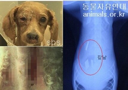 본문 이미지 - 네로와 함께 구조됐지만 끝내 죽음에 이른 푸들(동물자유연대 제공) ⓒ 뉴스1
